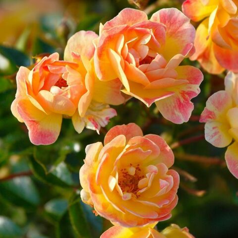 Bienenweide Apricot