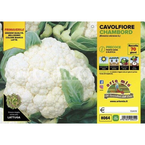 Cavolfiore precoce "Chambord F1" (ex Clipper)