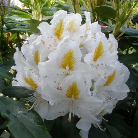 Rhododendron "Madame Masson"