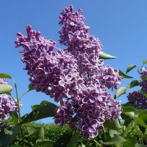 Syringa vulgaris "Sensation"