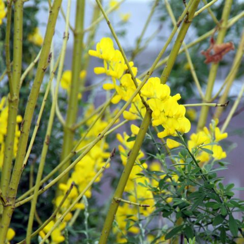 Cytisus racemosus