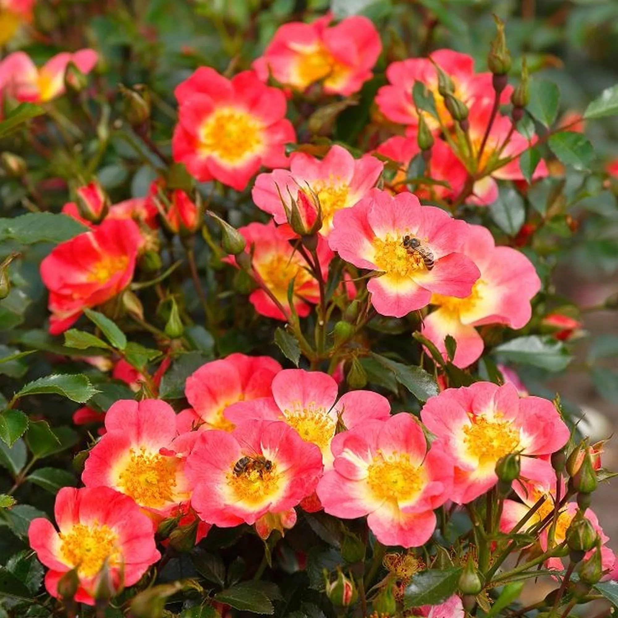 Bienenweide Bicolor