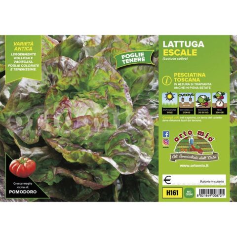 Lattuga "Escale"