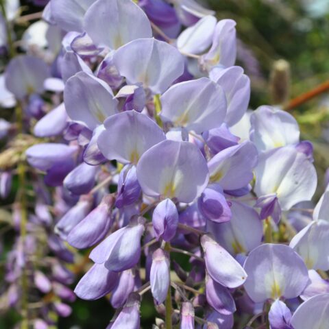 Wisteria sinensis