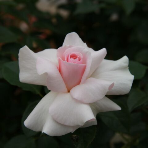 A Whiter Shade of Pale