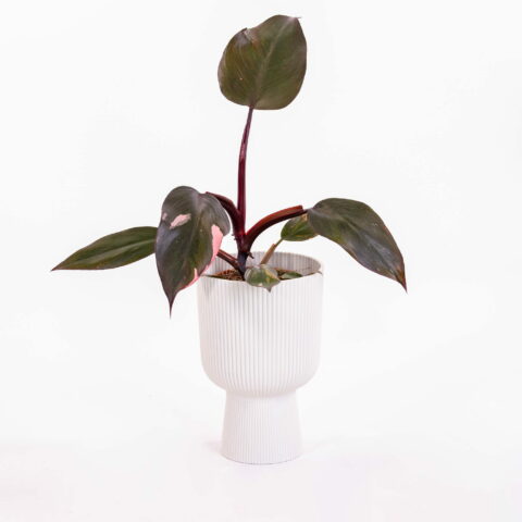 Philodendron "Burgundy Princess"
