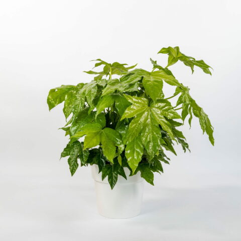 Fatsia japonica