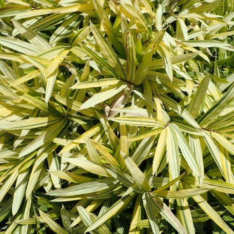 Pleioblastus viridistriatus
