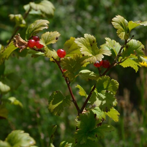Ribes alpinum