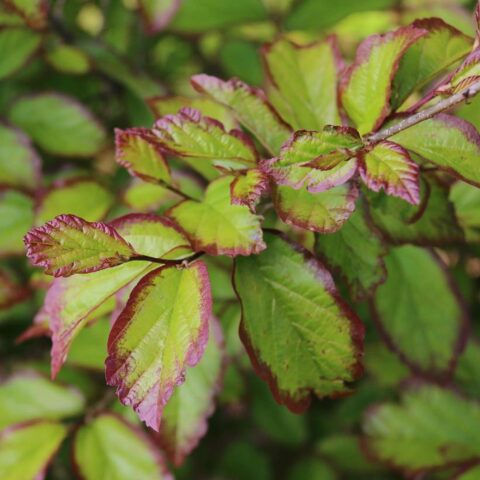Parrotia persica "Persian Spire"