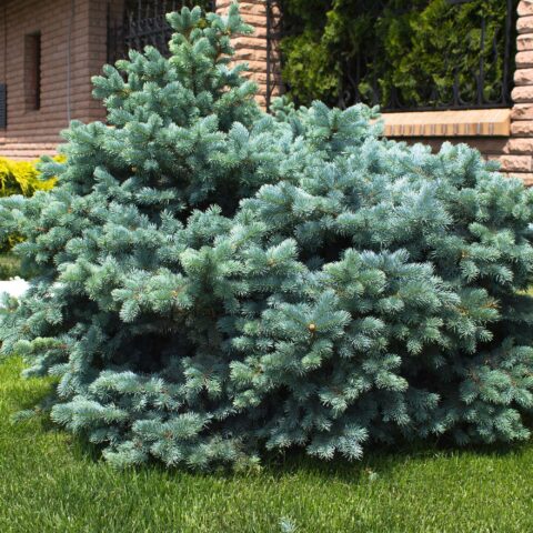 Picea pungens "Glauca Globosa"
