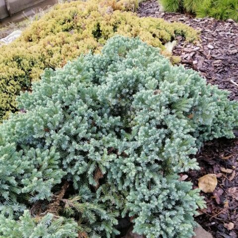 Juniperus squamata "Blue Star"