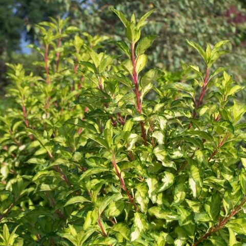 Forsythia x intermedia "Fiesta"