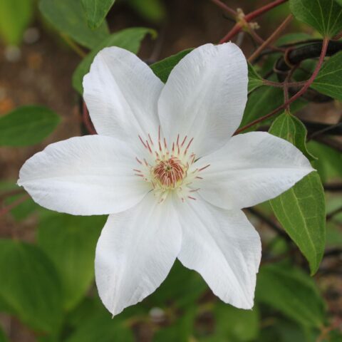 Clematis "Henryi"