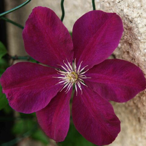 Clematis viticella "Etoile Violette"