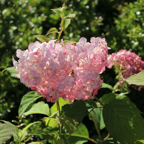 Hydrangea arborescens "Candy Bubblegum"