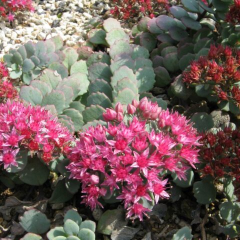 Sedum cauticola "Lidakense"