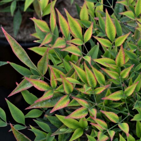 Nandina domestica "Moonbay"