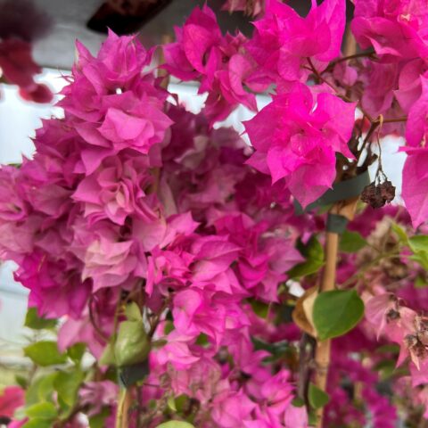 Bougainvillea "Cherry Blossom"
