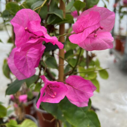 Bougainvillea "Mrs H.C. Buck"