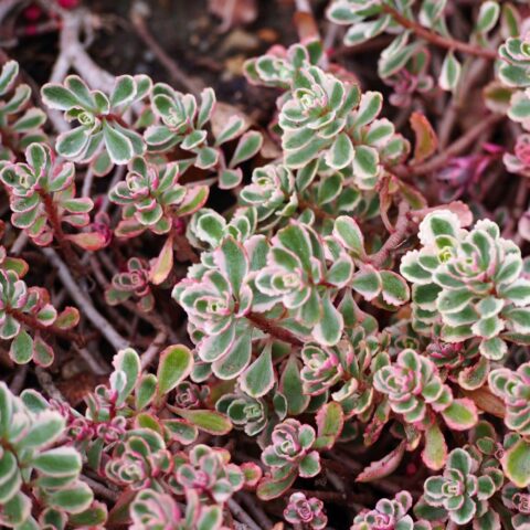 Sedum spurium "Tricolor"