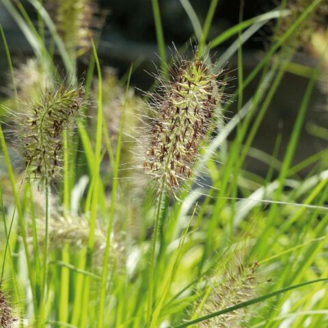 Pennisetum alopecuroides "Hameln Yellow"