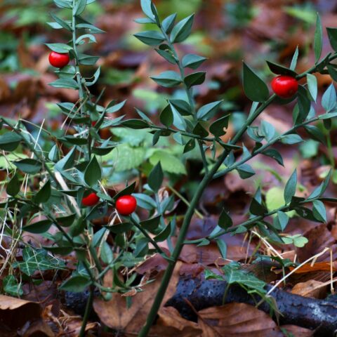 Ruscus aculeatus