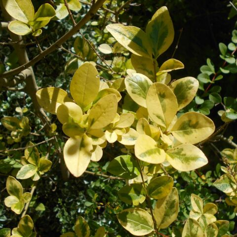 Ligustrum ovalifolium "Aureum"