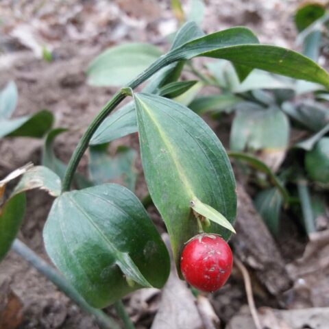 Ruscus hypoglossum