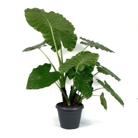 Alocasia macrorrhizos