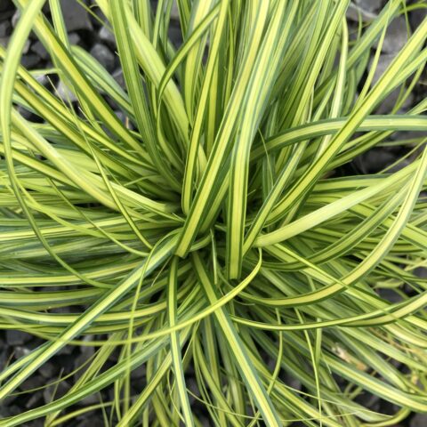 Carex oshimensis "Eversheen"