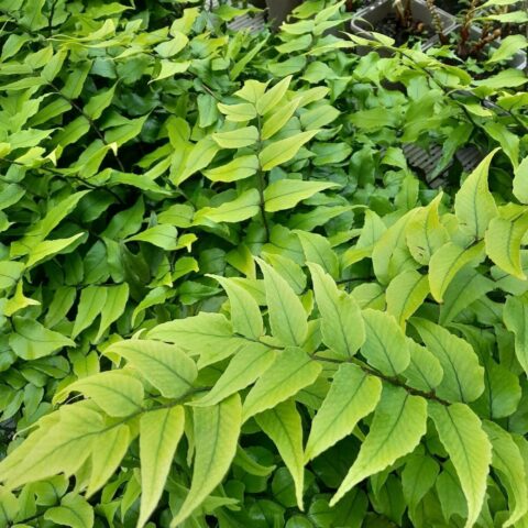 Cyrtomium fortunei "Clivicola"