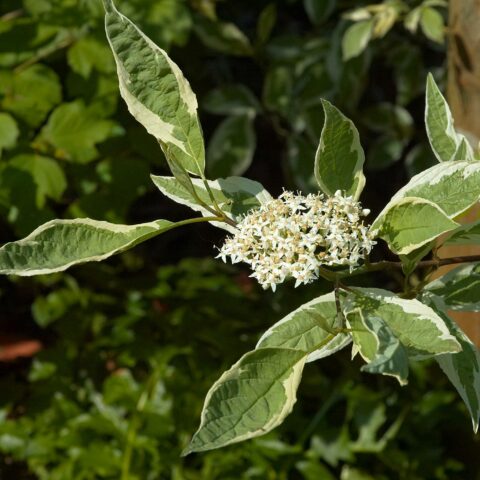 Cornus alba "Elegantissima"