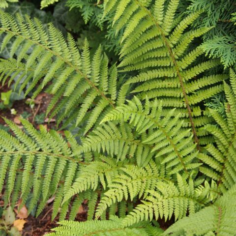 Polystichum setiferum