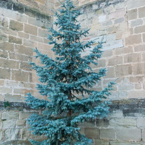 Picea pungens "Glauca"