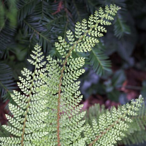 Polystichum setiferum "Proliferum"