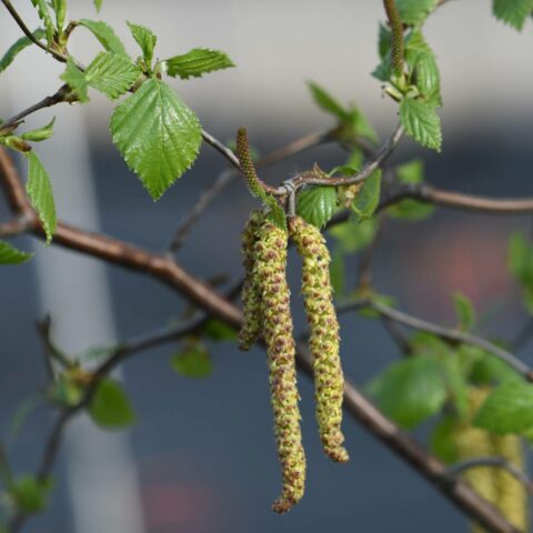 Betula alba "Spider Alley"