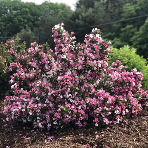 Weigela florida Colourtwist "Trilogy"