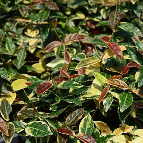 Trachelospermum asiaticum "Nagaba"