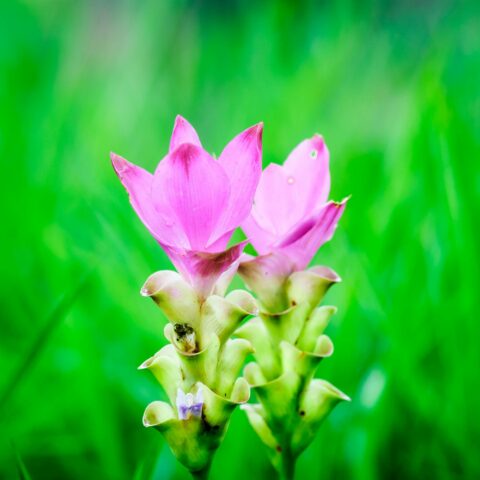Curcuma alismatifolia - Bulbo