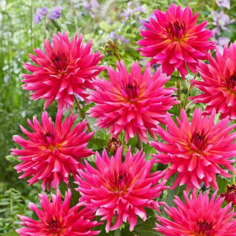 Dahlia Cactus Cherry Pie