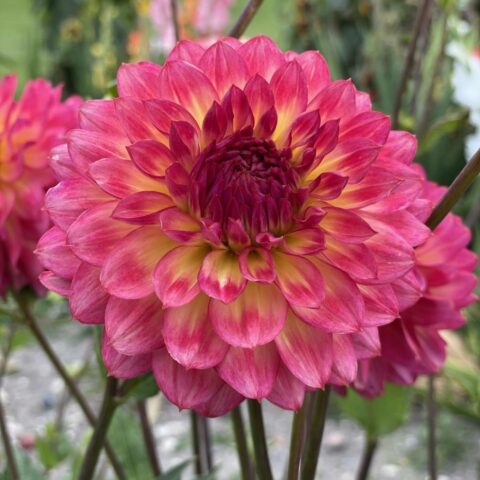 Dahlia Decorative Dinnerplate Armateras