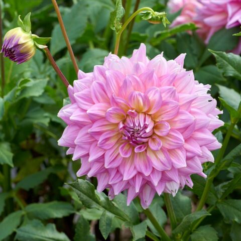 Dahlia Decorative Dinnerplate Strawberry Ice