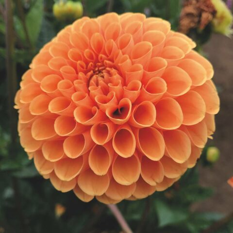 Dahlia Ball Sylvia