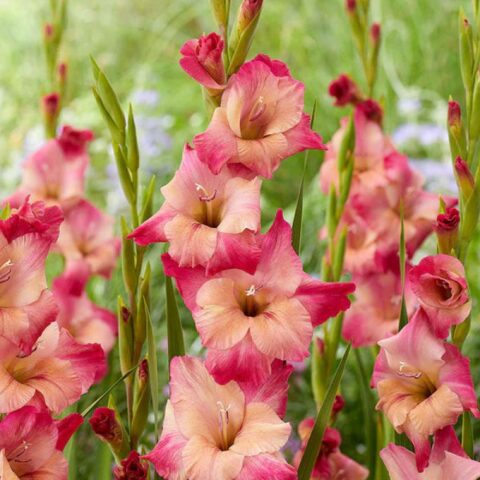Gladiolus Apricot Bubblegum