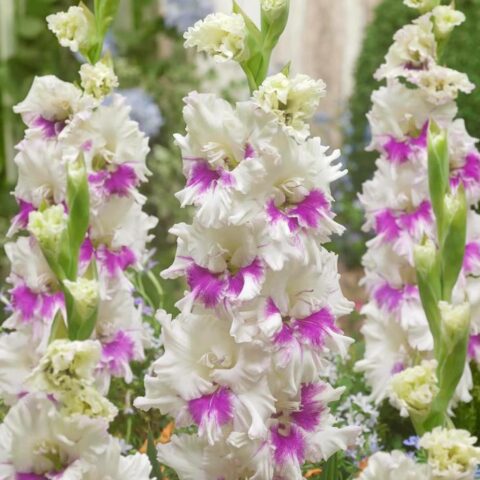 Gladiolus Violet Heart