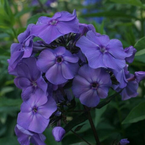 Phlox paniculata Blue - Bulbo