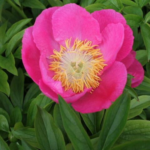 Paeonia Birthday