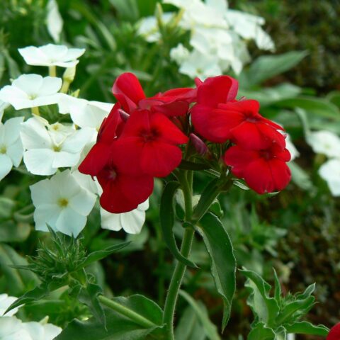 Phlox paniculata Red - Bulbo