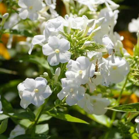 Phlox paniculata White - Bulbo